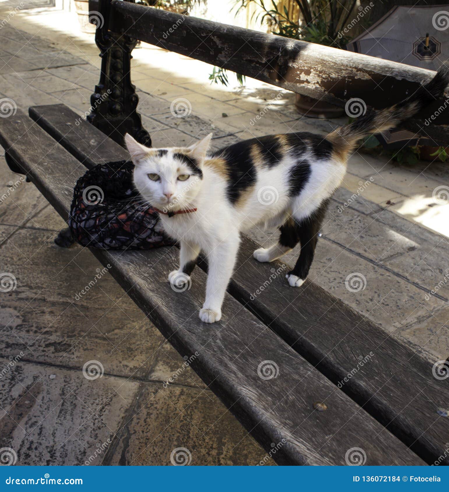 download free abandoned cats download free abandoned cats