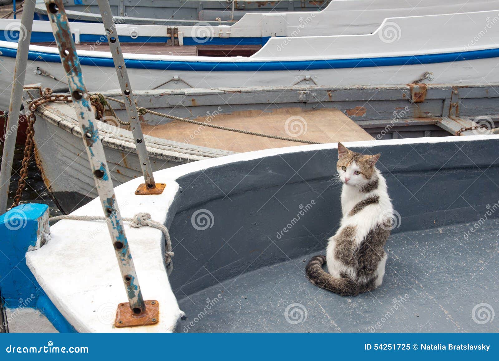 4+ Thousand Cat On Fishing Boat Royalty-Free Images, Stock Photos