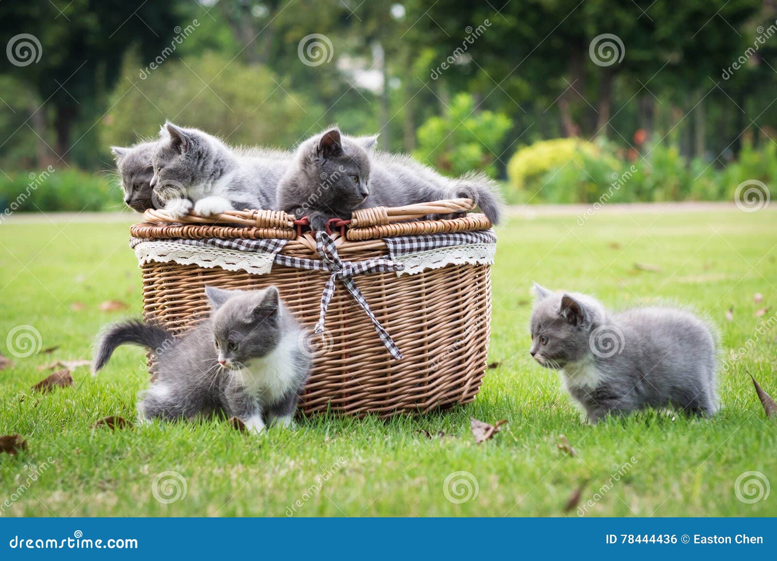 Cats in the basket stock photo. Image of beach, hiding 78444436