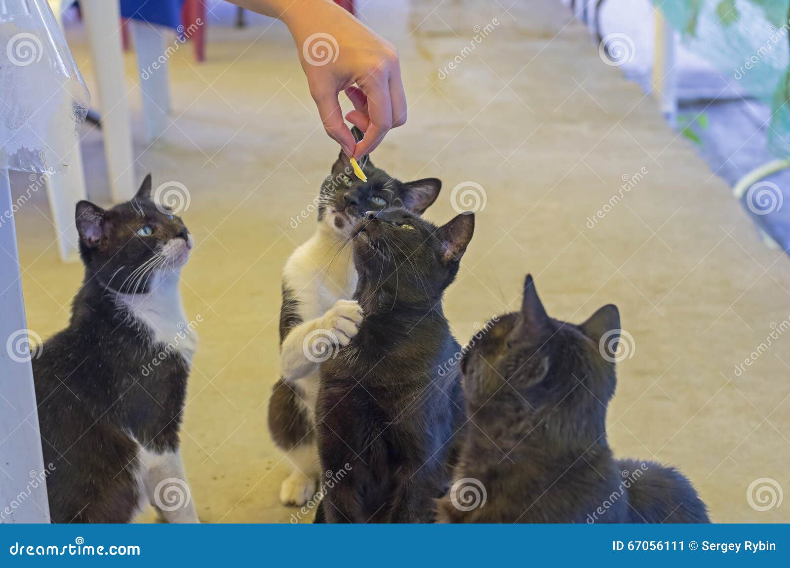 Cats beg for food. stock image. Image of food, solicit 67056111