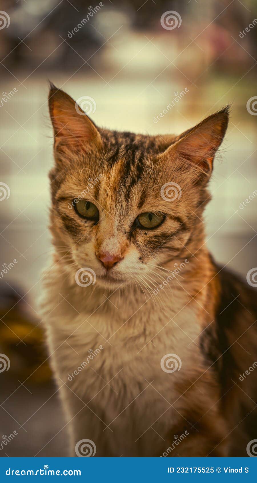 Cats are the best pets stock image. Image of sassy, cats 232175525