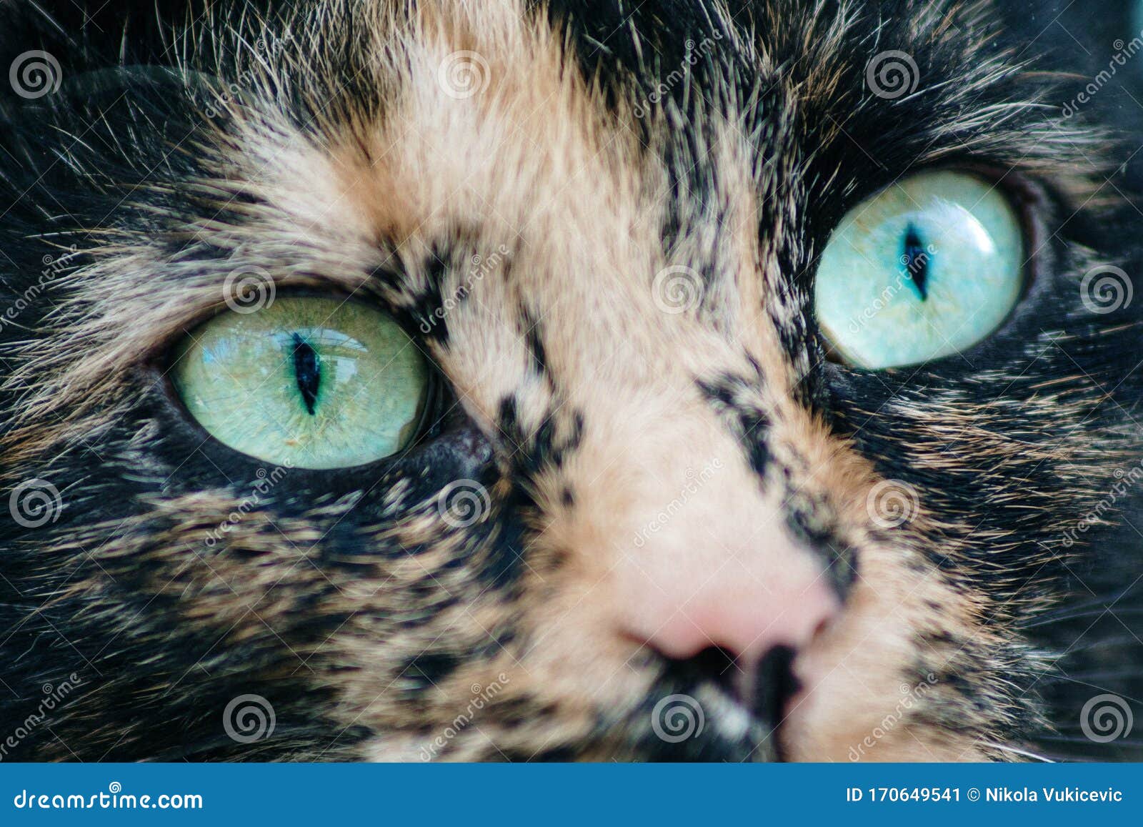 Cats Blue Green Eyes Close Up Stock Image Image of domestic, eyes