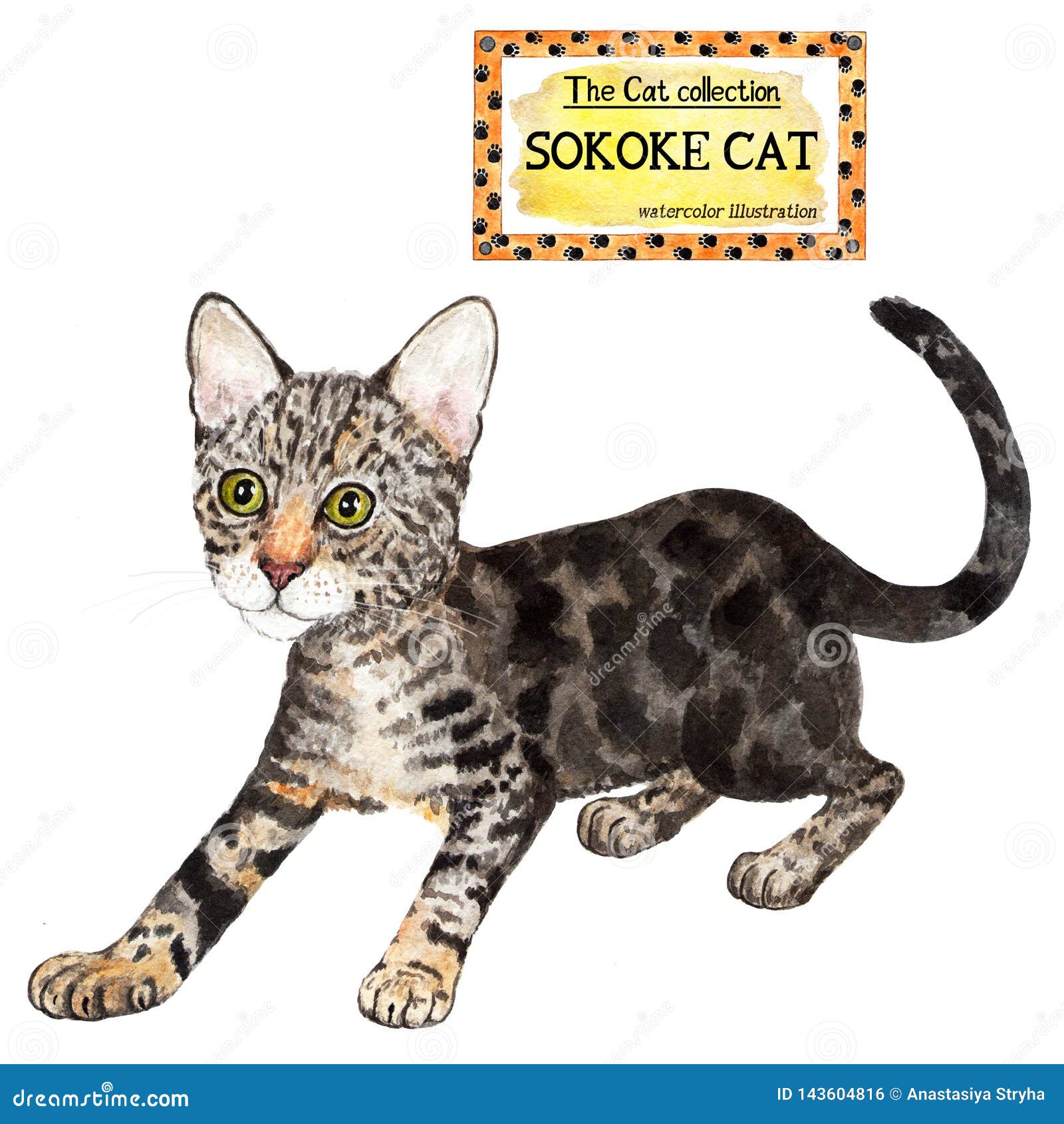 Sokoke Cat Stock Illustrations 11 Sokoke Cat Stock Illustrations Vectors Clipart Dreamstime