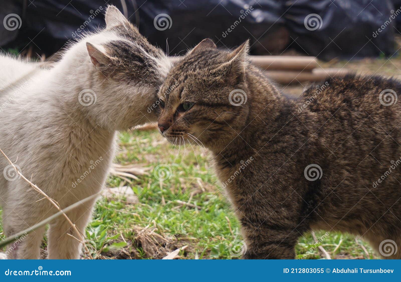 Cats In A Friendly Pose Stock Photography 67110122