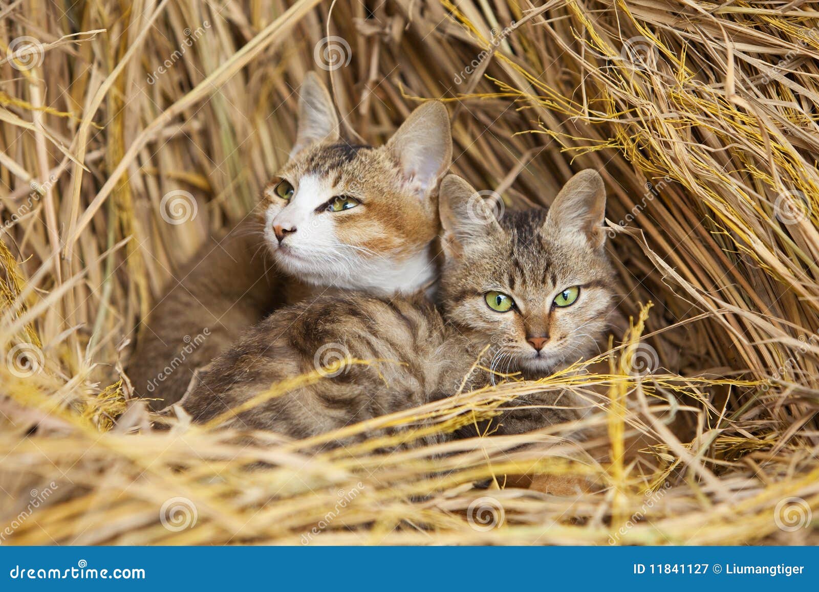 Cats cling together stock image. Image of cats, straw 11841127