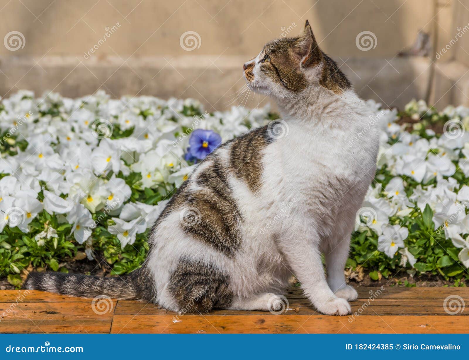 The Cats Colonies Of Istanbul Turkey Stock Image Image Of Galata Light 182424385