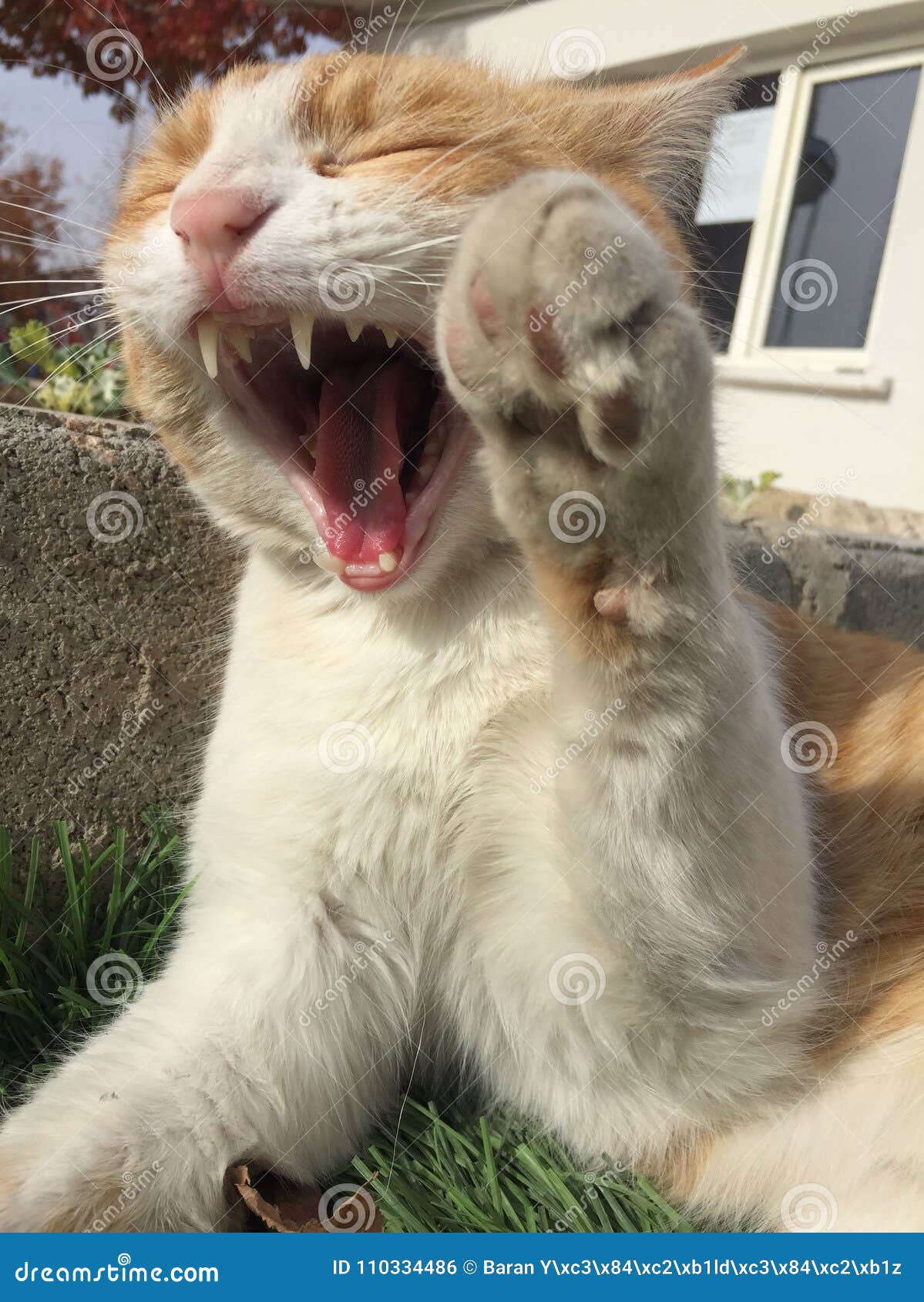 Cats stock photo. Image of white, cats, dirty, teeth 110334486
