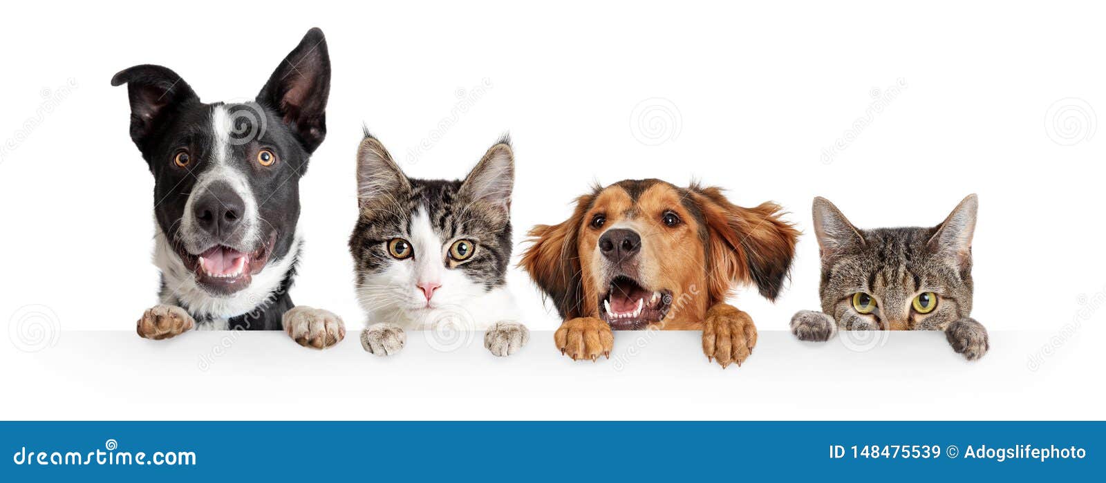 cats and dogs peeking over white web banner