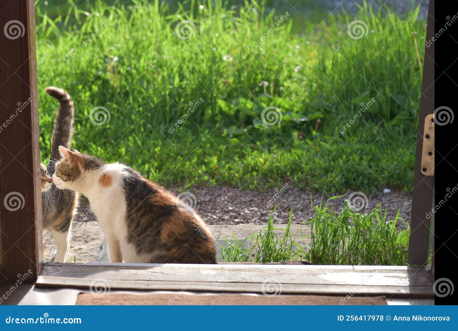 Cats at the Door are Having Fun. Stock Photo Image of lovely, happy
