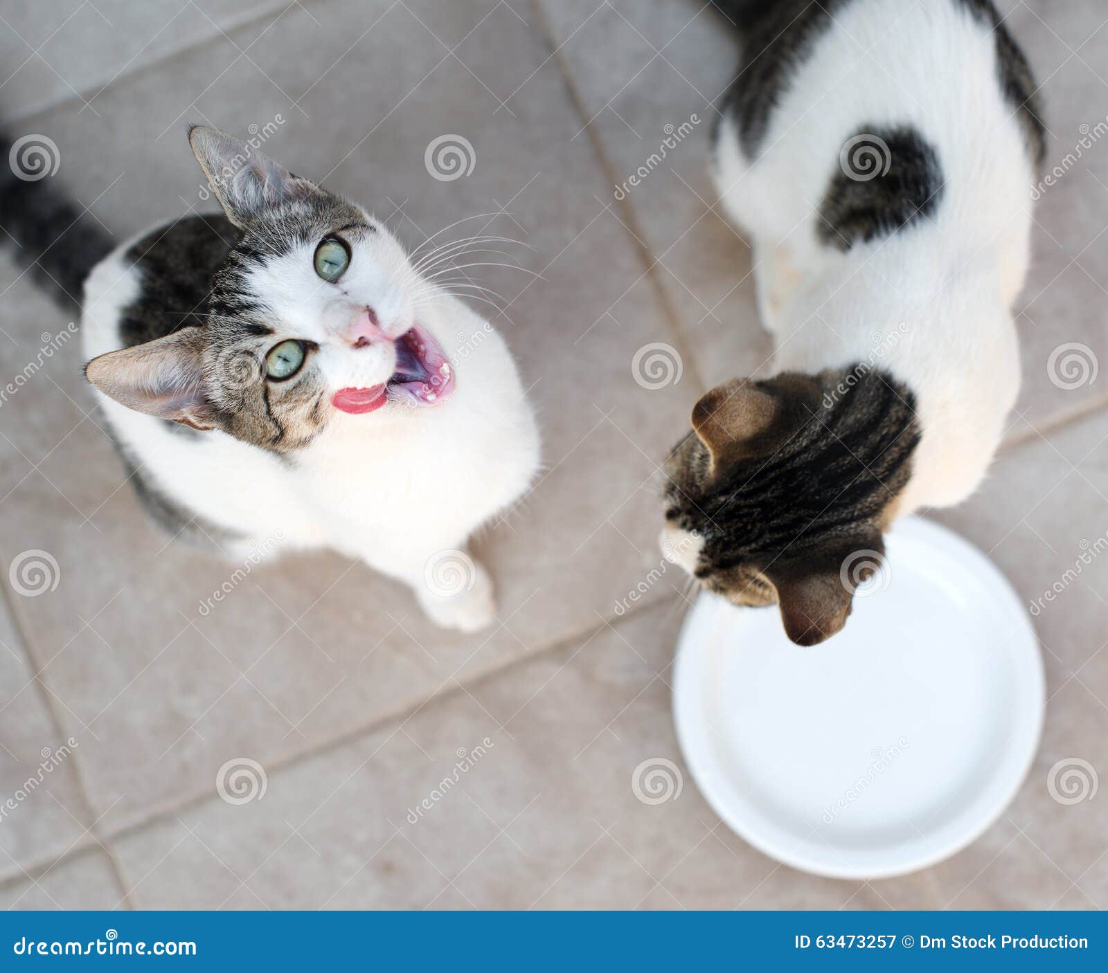 Cats drinking milk. stock image. Image of mammal, saucer 63473257