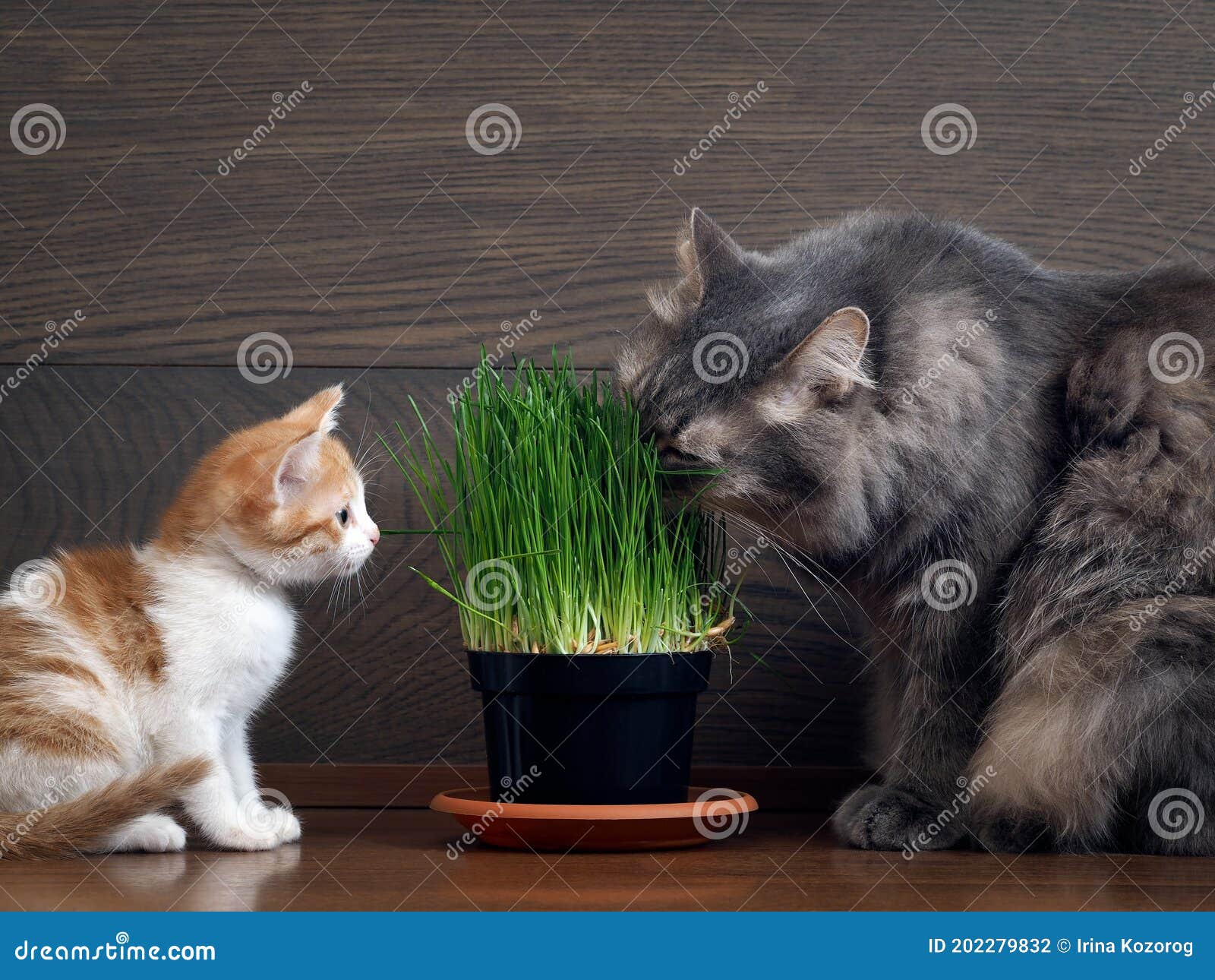 Cats Eating Green Grass Germinated Oats in the Pot Stock Photo Image of food, medicine