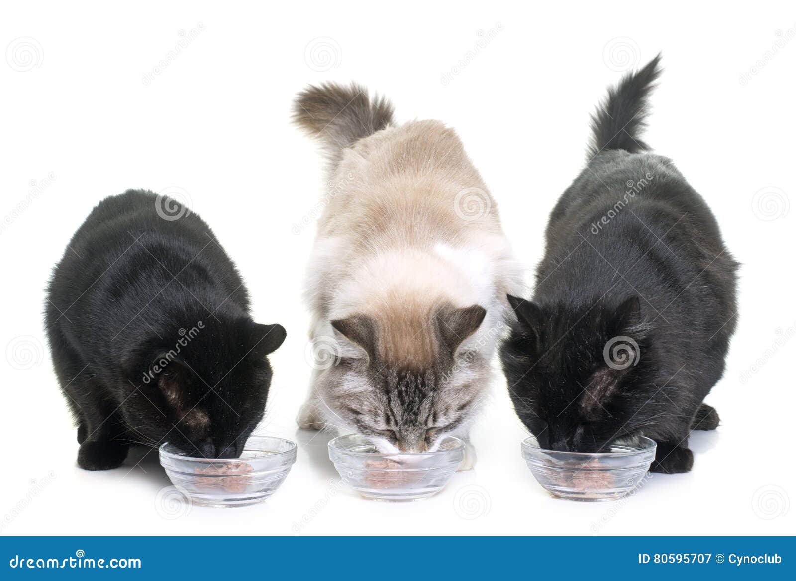 Cats eating on studio stock image. Image of eating, alimentation 80595707