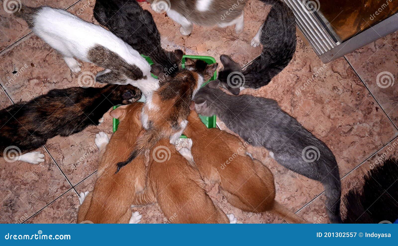 Cats eating together stock image. Image of animal, food 201302557