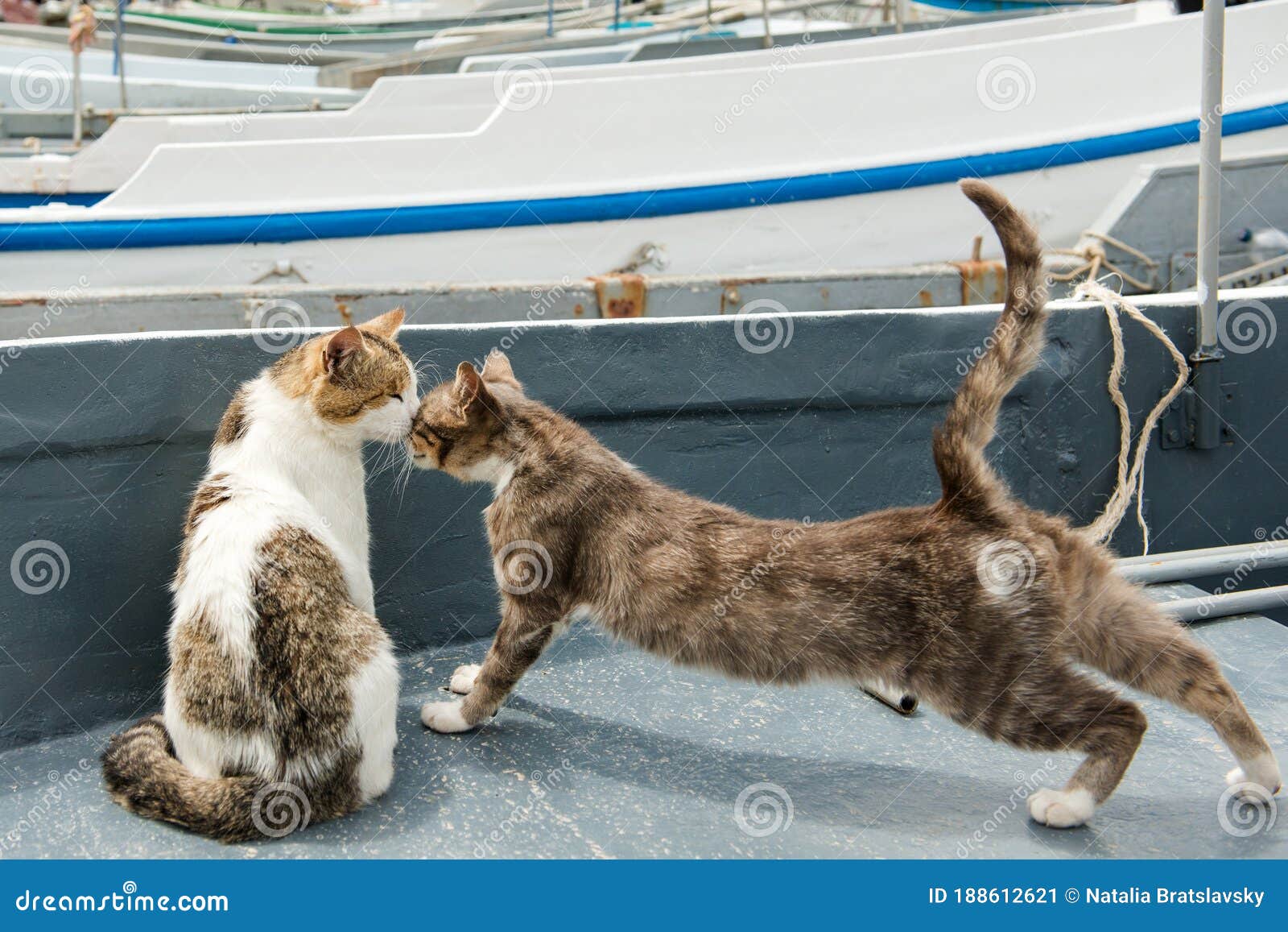 4+ Thousand Cat On Fishing Boat Royalty-Free Images, Stock Photos