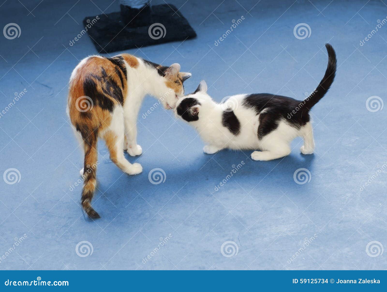 Cats encounter stock photo. Image of animal, language 59125734