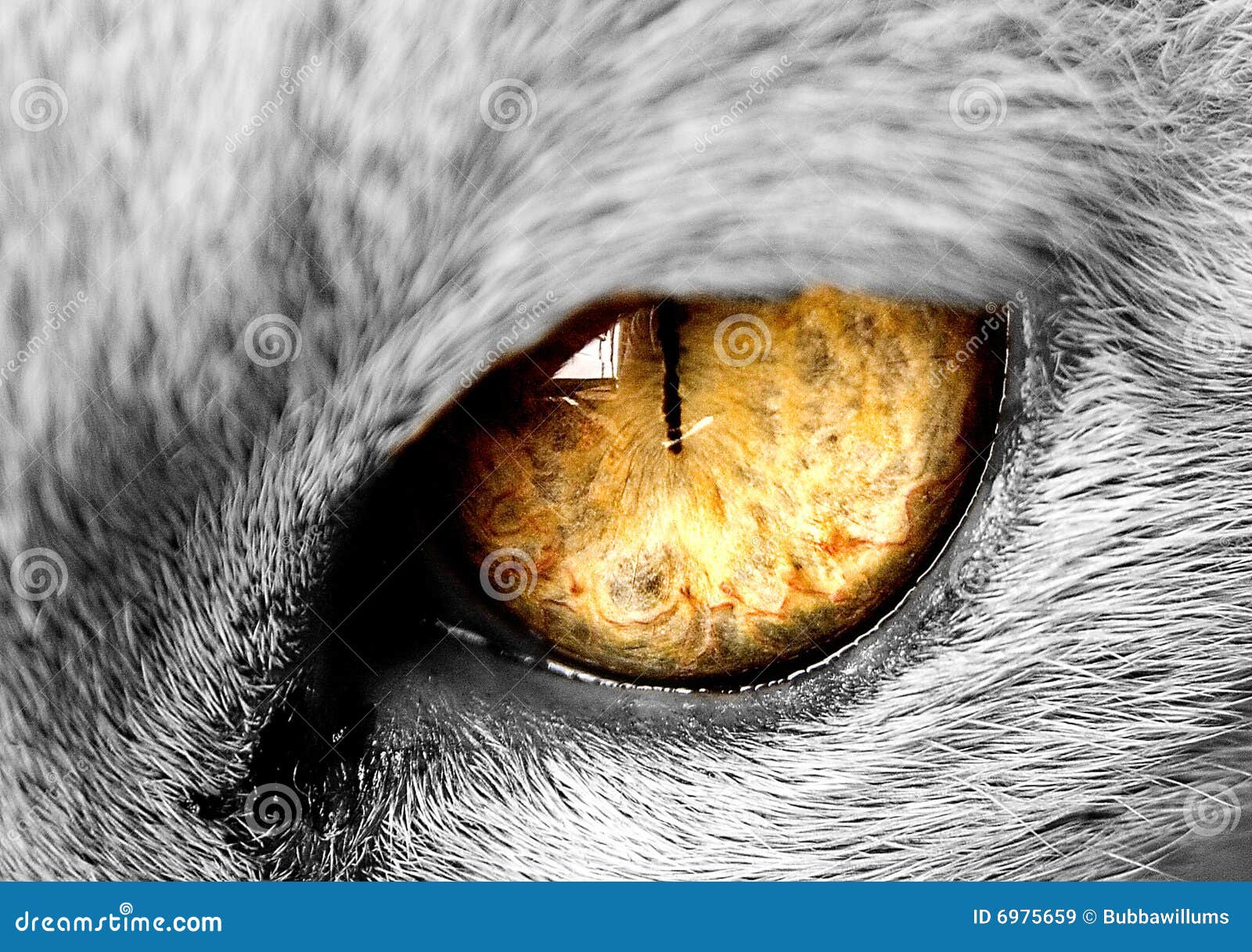 Cats eye stock image. Image of rings, feline, texture 6975659
