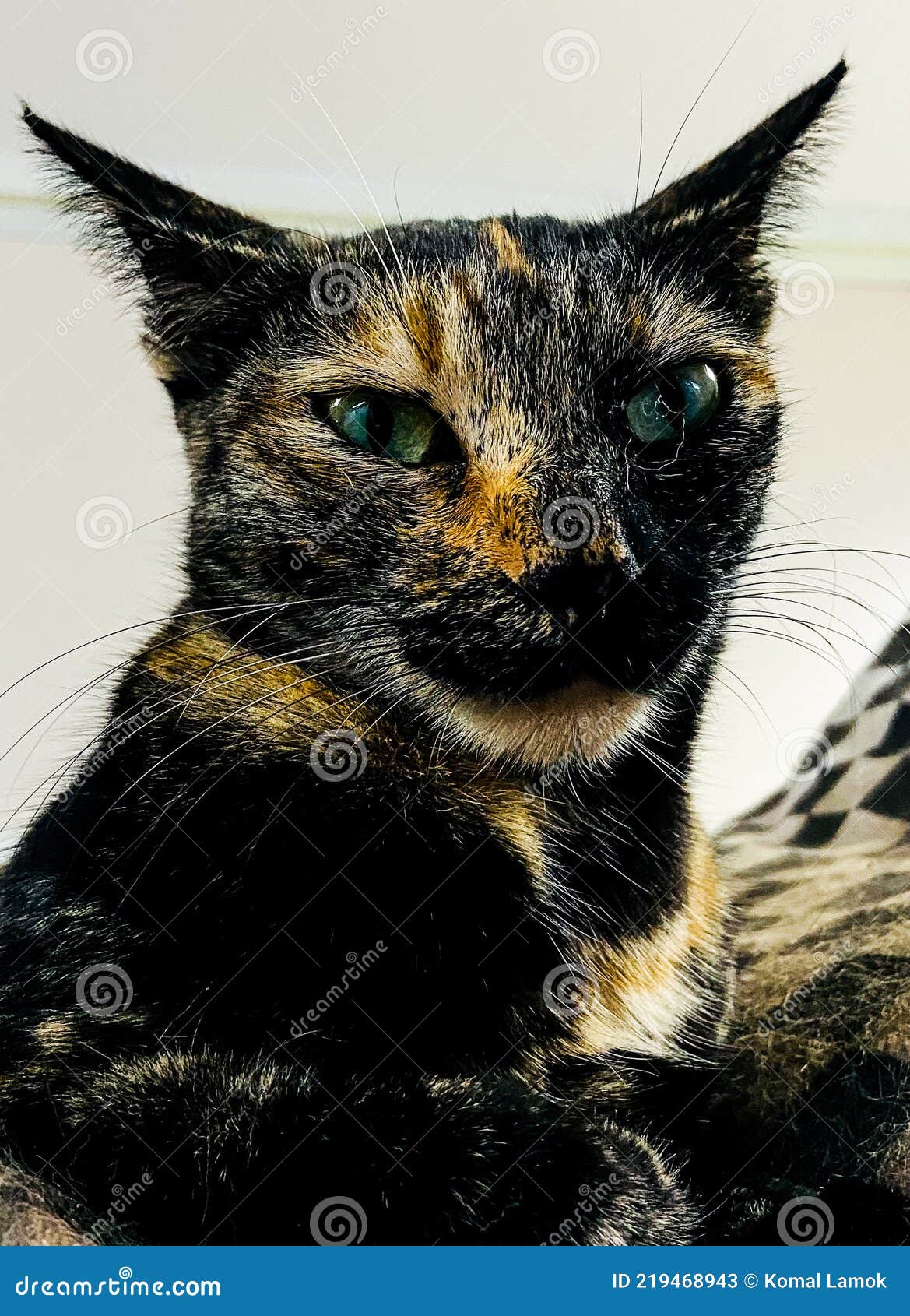 a cats face closep look.cat posing to the camera