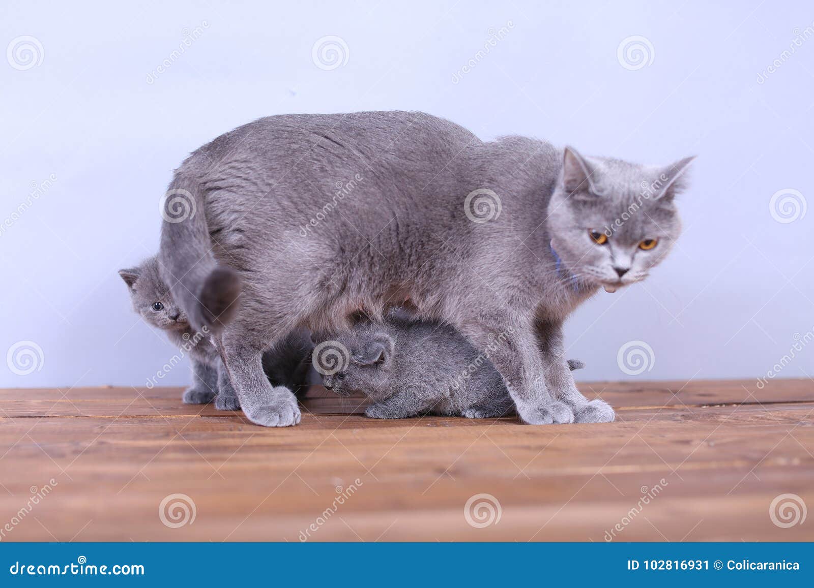 Cats Family on a Wooden Background Stock Image - Image of cats, four: 102816931