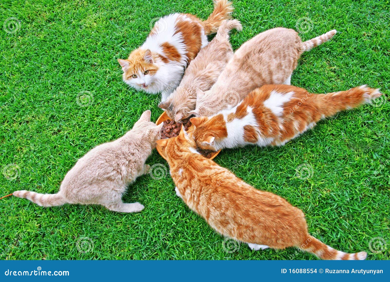 Cats feeding stock photo. Image of curious, green, tawny 16088554