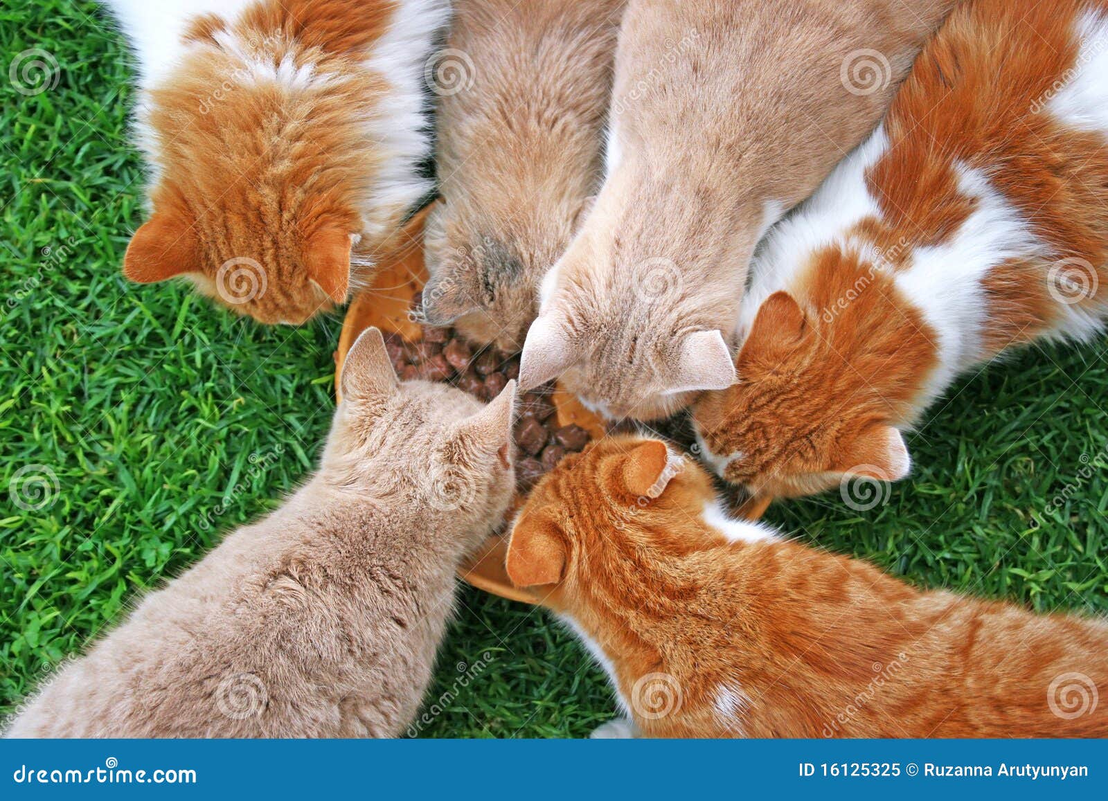 Cats feeding stock image. Image of grass, adorable, domestic 16125325