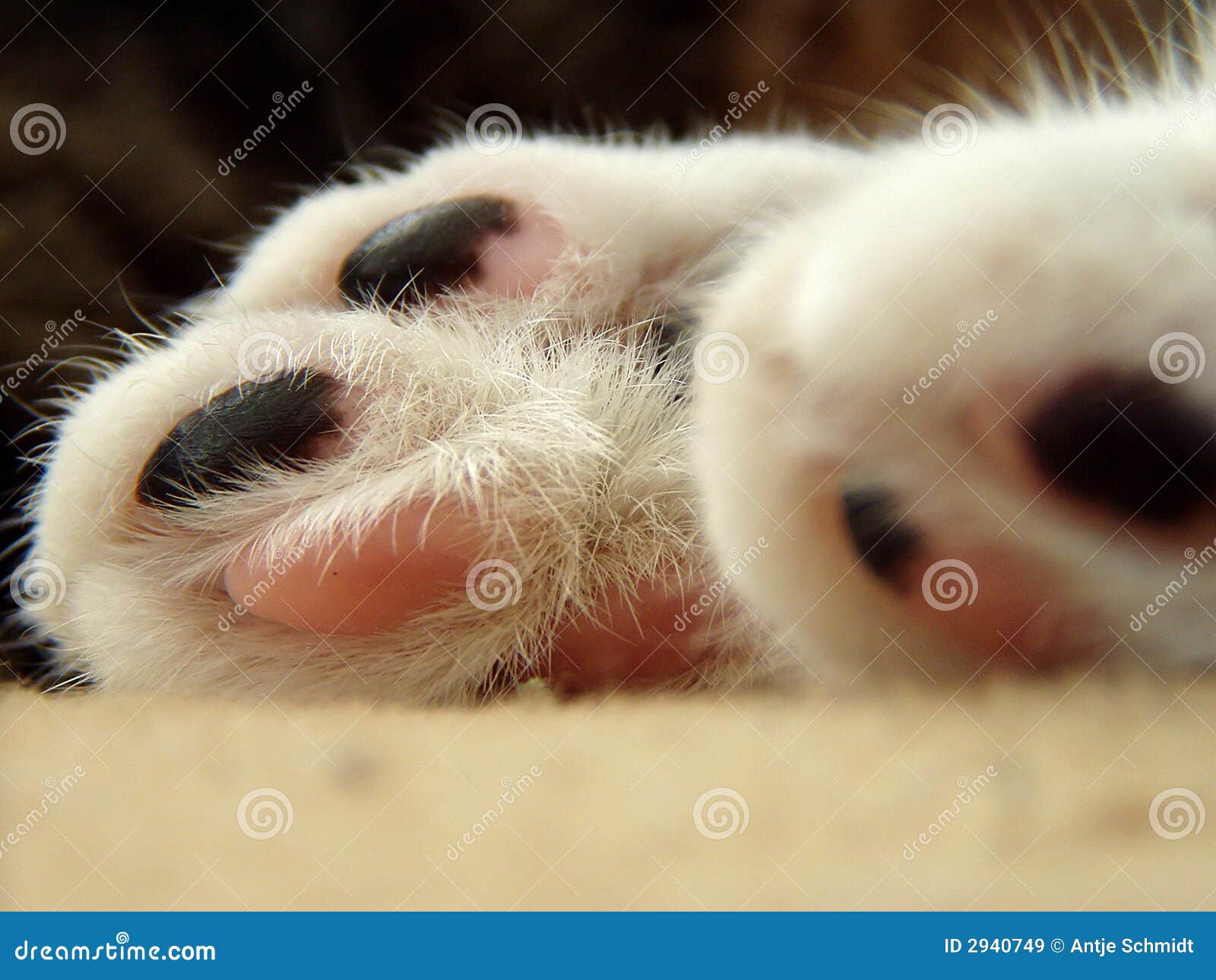 Cats feet stock image. Image of front, foot, white, animal 2940749