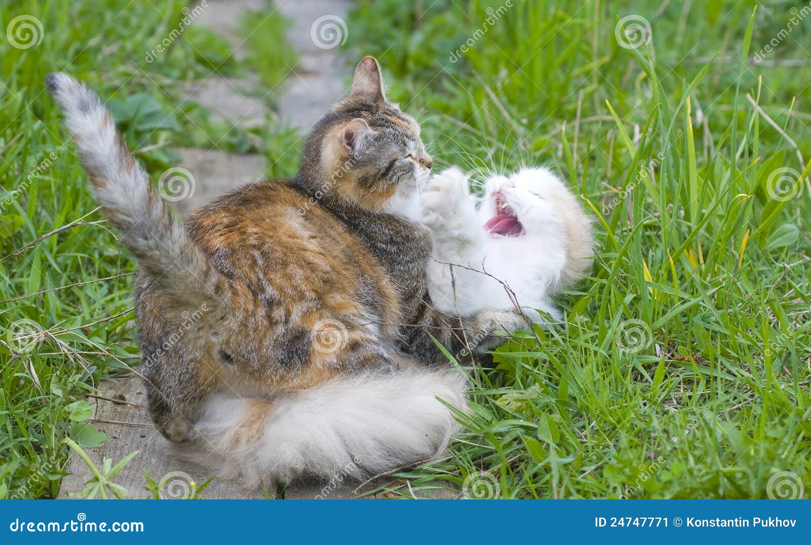 Cats fight stock image. Image of playing, kitten, play 24747771