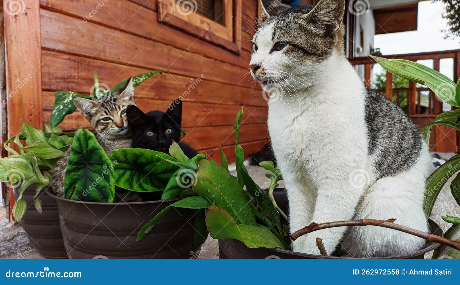 3 Cats in a Flower Pot stock photo. Image of tree, animal 262972558