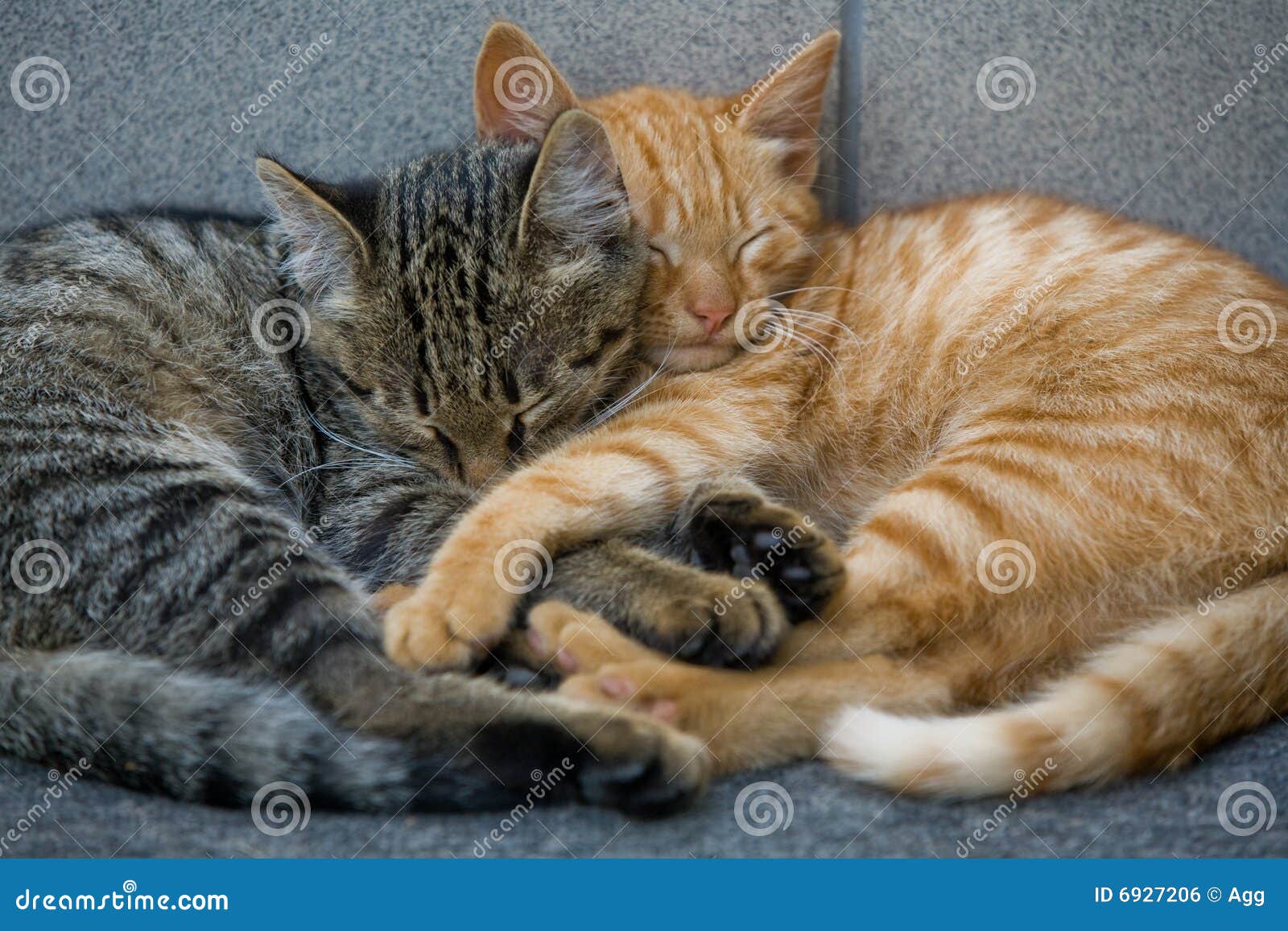 Cats friends stock photo. Image of downy, whisker, animal 6927206