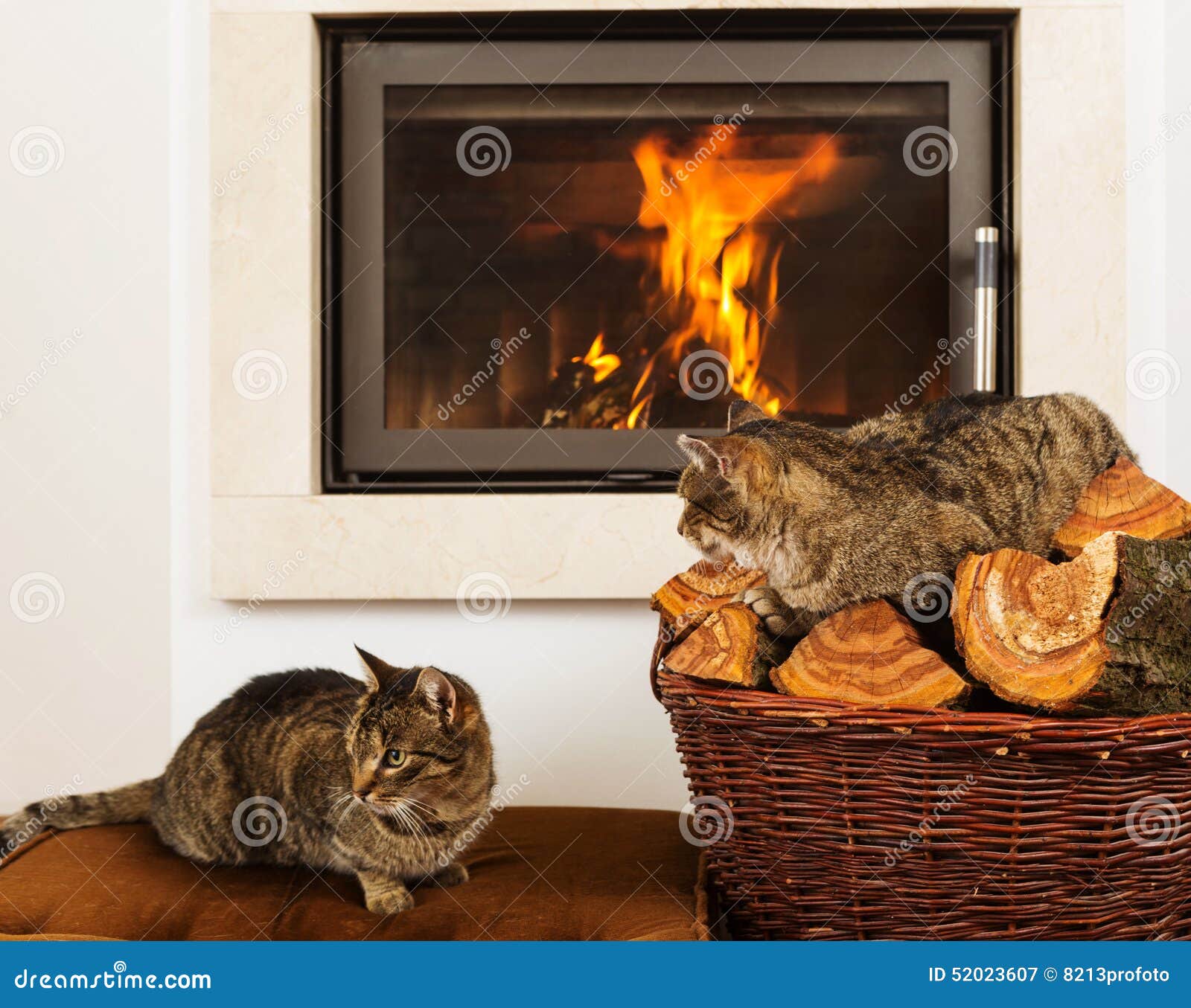 Cats in Front of Fireplace stock image. Image of domestic 52023607