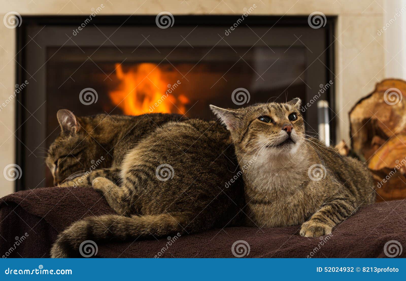 Cats in Front of Fireplace stock photo. Image of relax 52024932