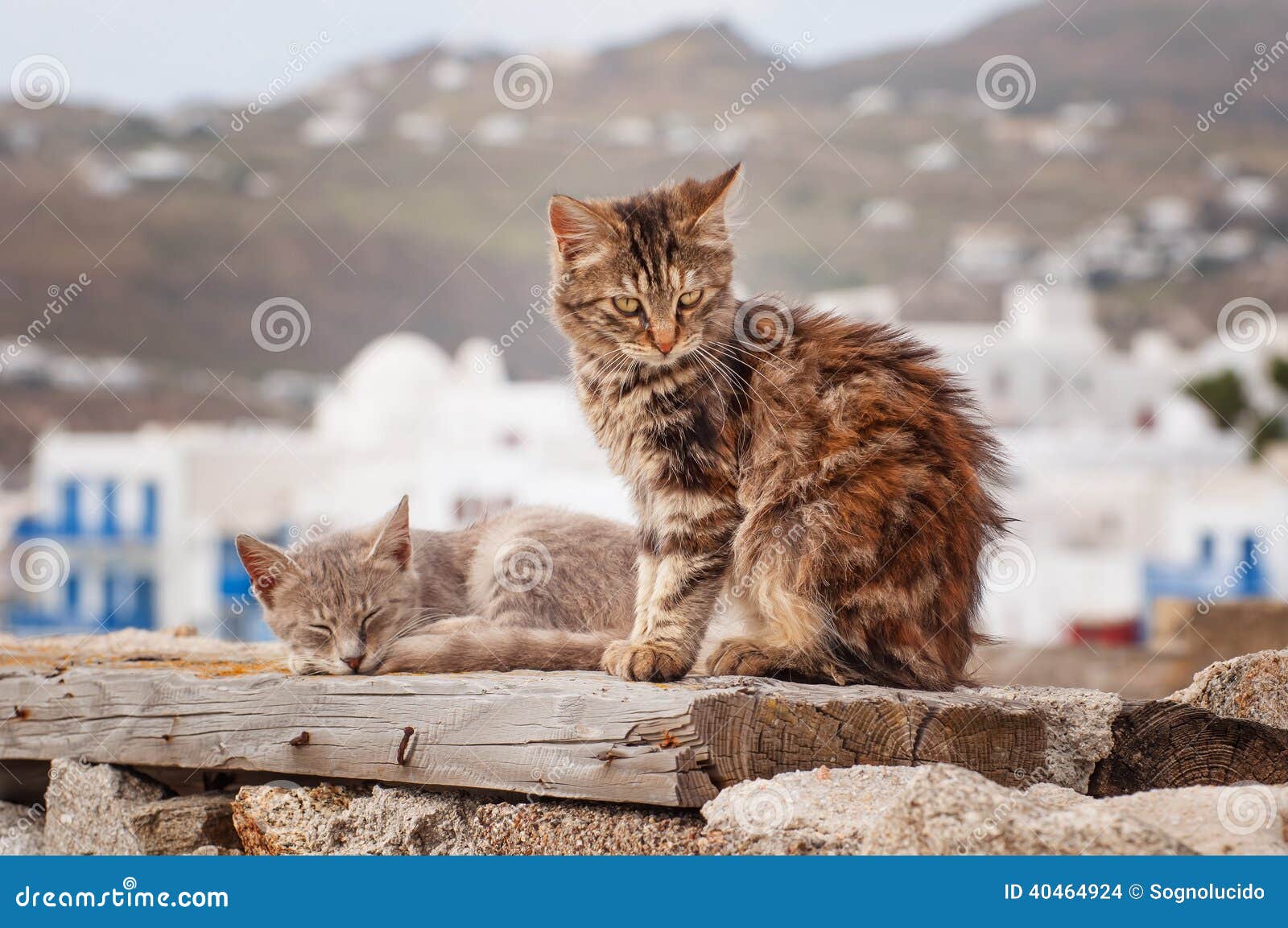 Mykonos Cats In Shade RoyaltyFree Stock Photo