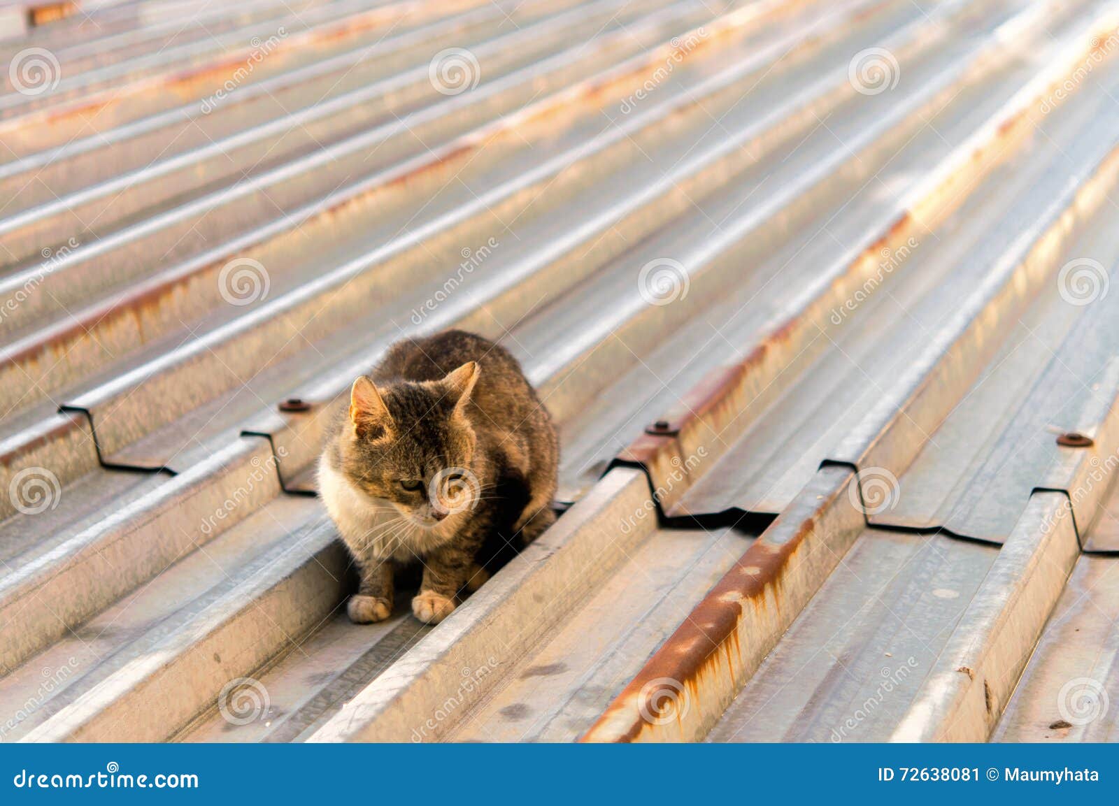 cat oa hot tin roof cat oa hot tin roof