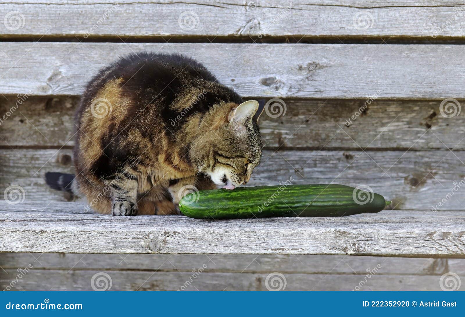 cats like cucumbers. a cat licks a cucumber