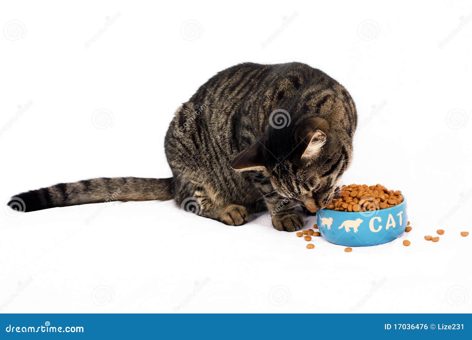 Cats love food stock photo. Image of background, isolated 17036476