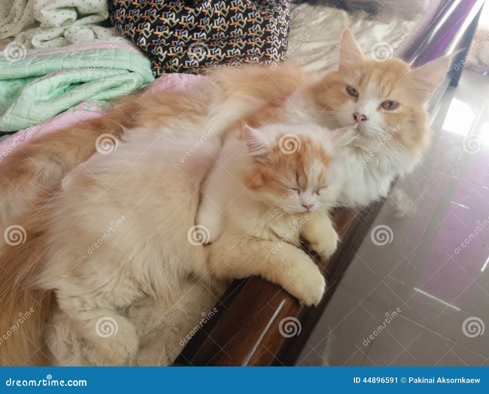 Cats in Love stock image. Image of breed, portrait, smile - 44896591