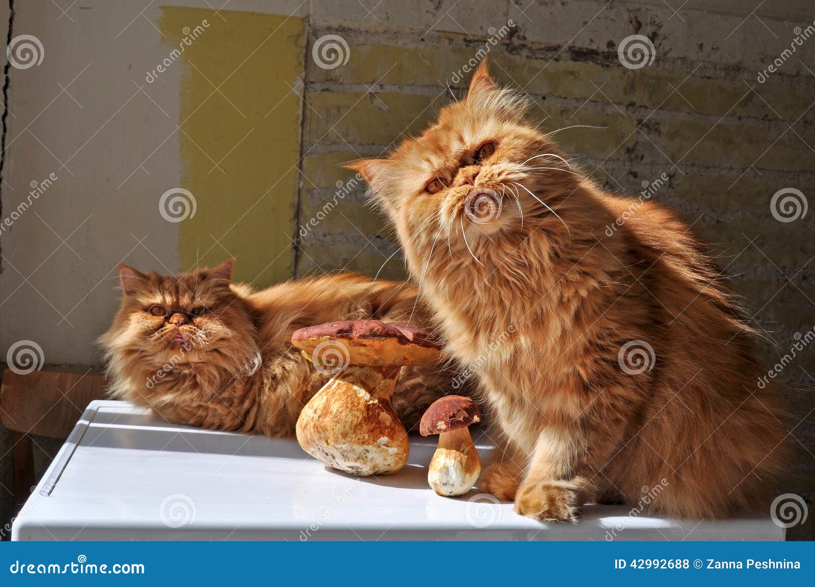 Cats and mushrooms stock photo. Image of sitting, domestic 42992688