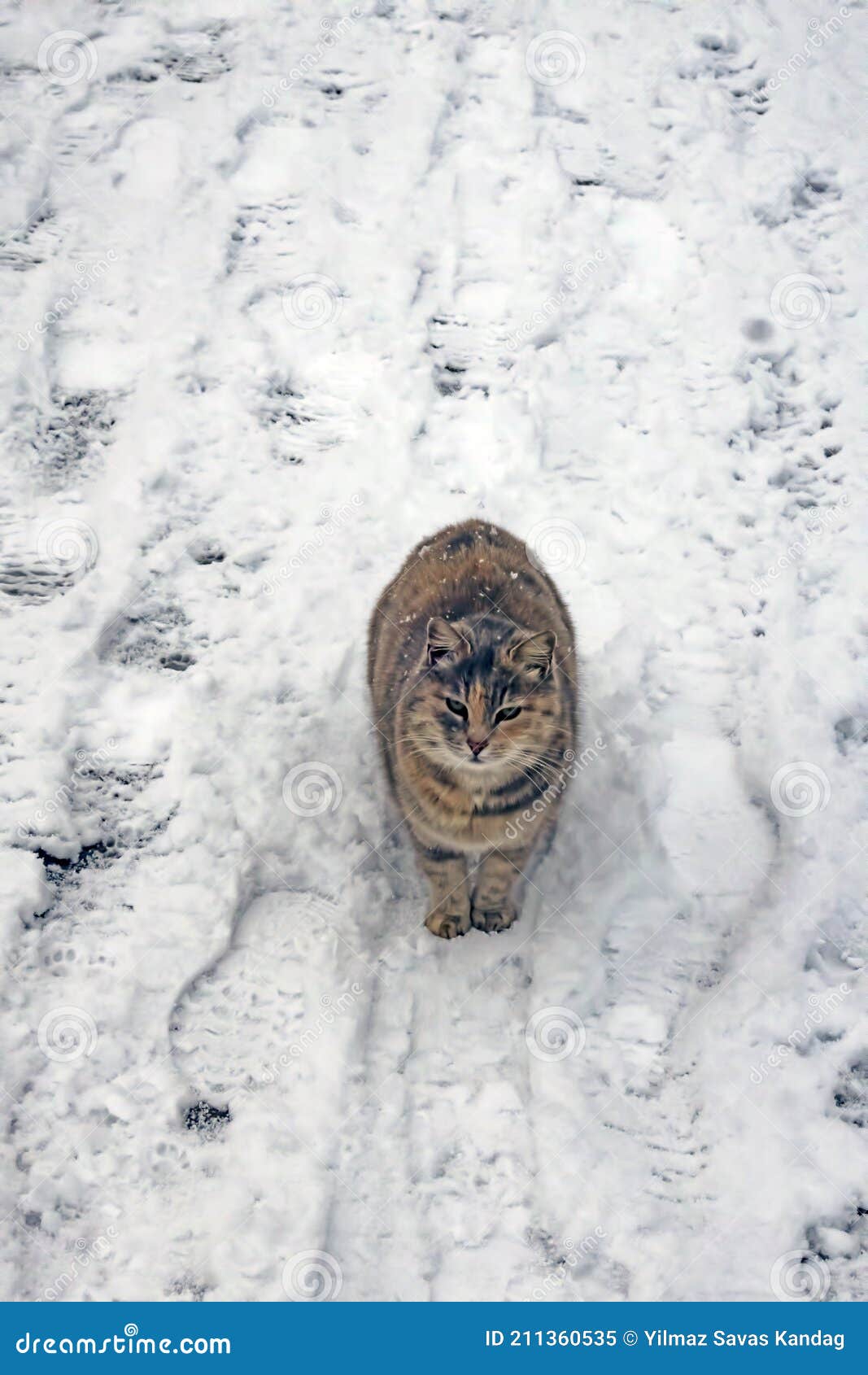 Cats in Nature on a Cold Winter Day Stock Image Image of hunter