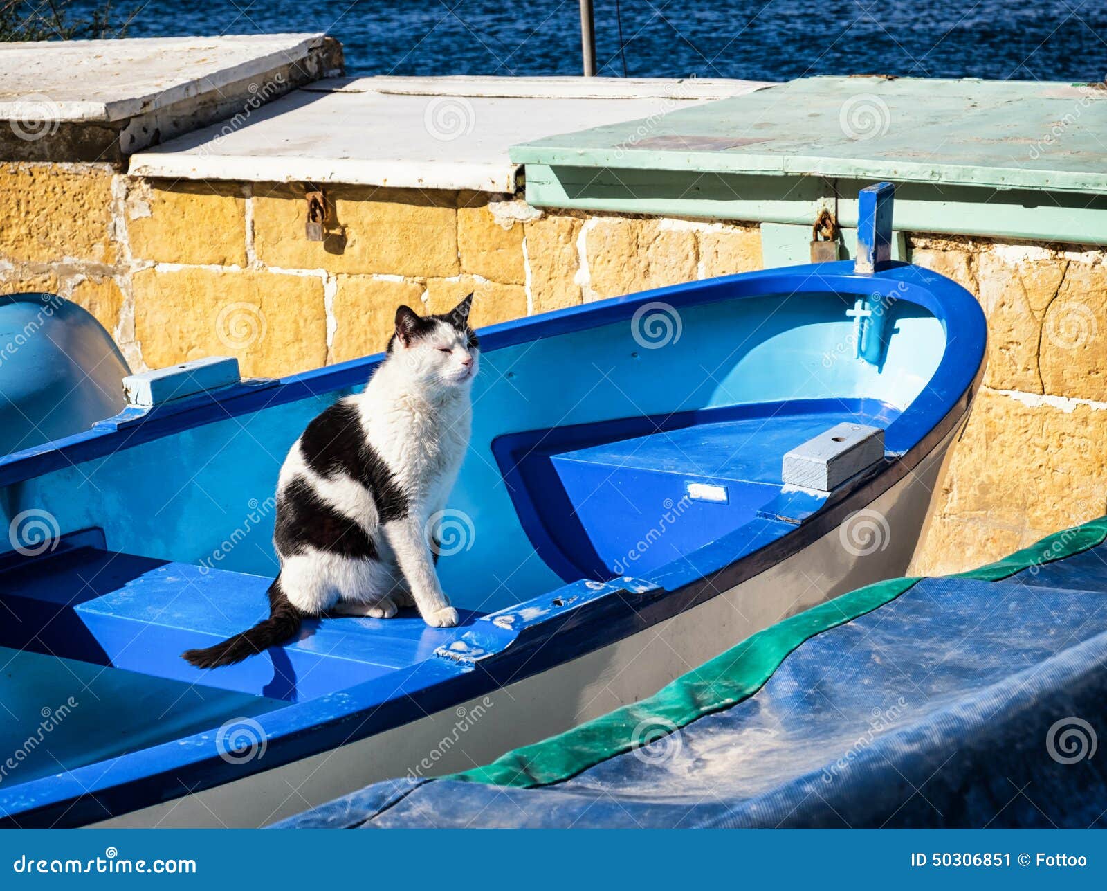 Cats stock image. Image of rowboat, summer, sitting, feline 50306851