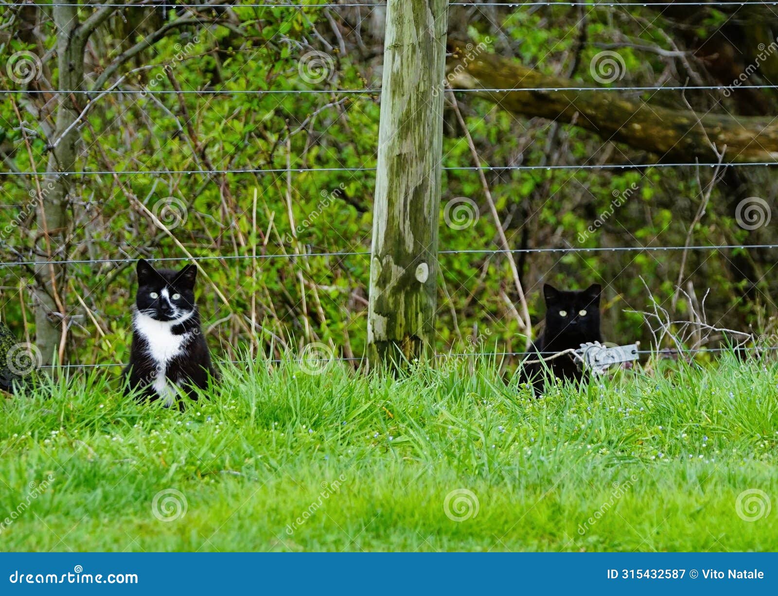 cats out on a farm roaming the field,