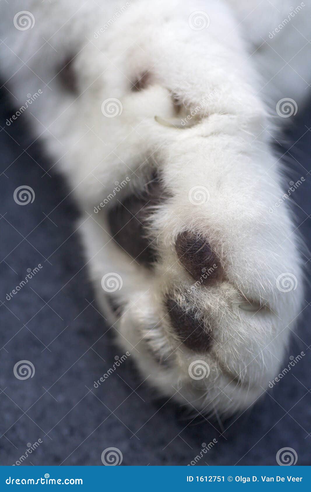 Cats paw stock image. Image of grey, macro, felix, carpal 1612751