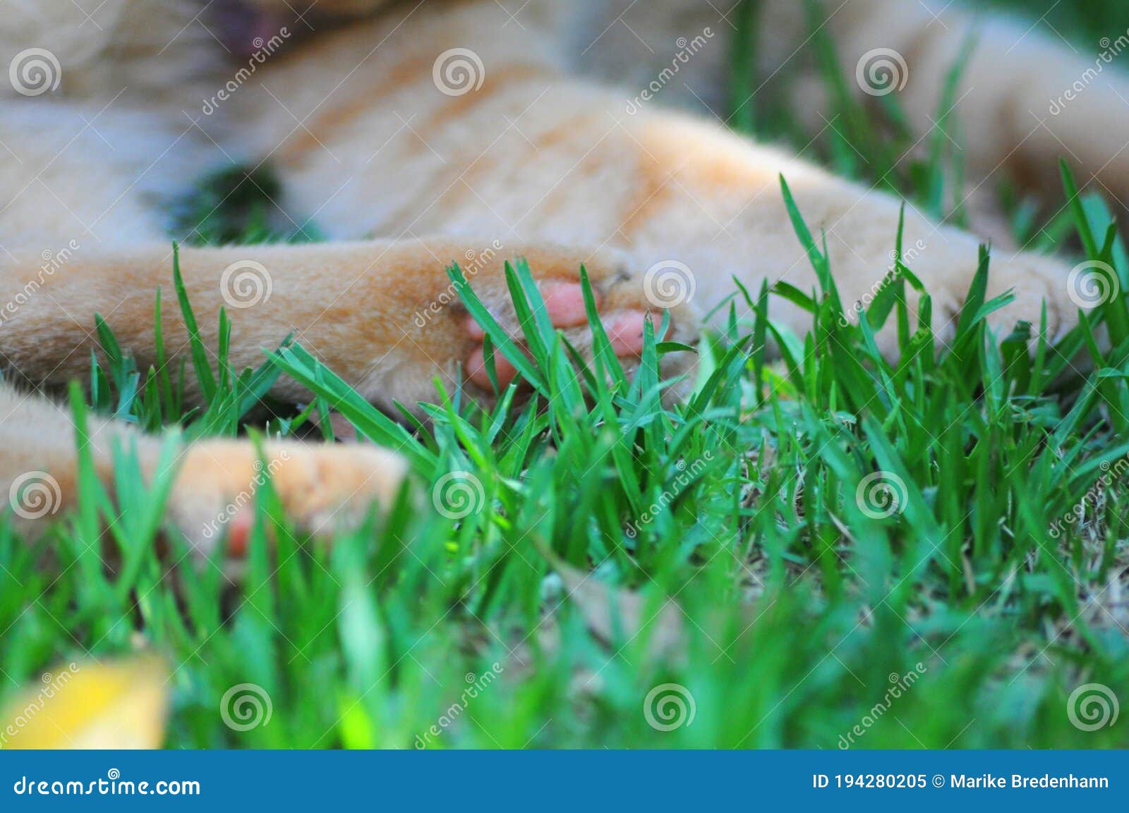 Cats paws and green grass stock image. Image of majestic 194280205