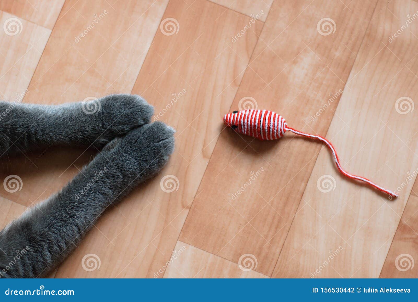 Cats Paws And A Toy Mouse On The Floor Stock Photo Image Of