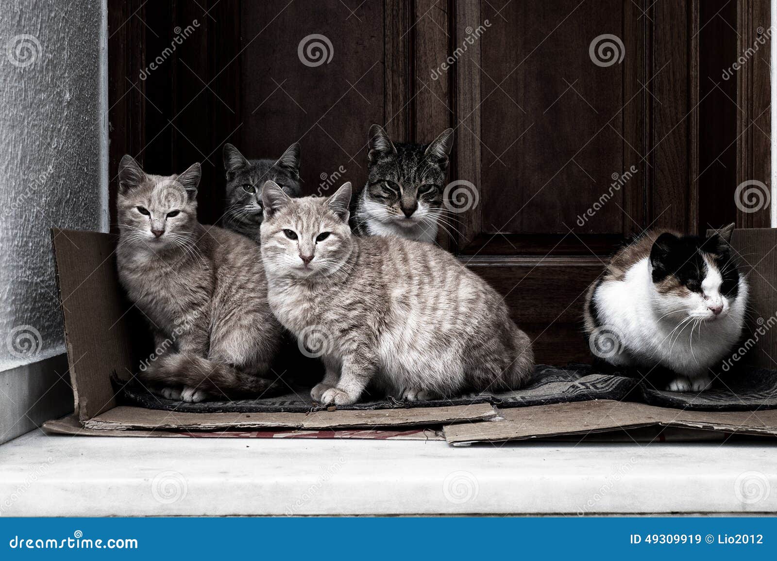 Cats resting in a doorstep stock image. Image of outdoor 49309919