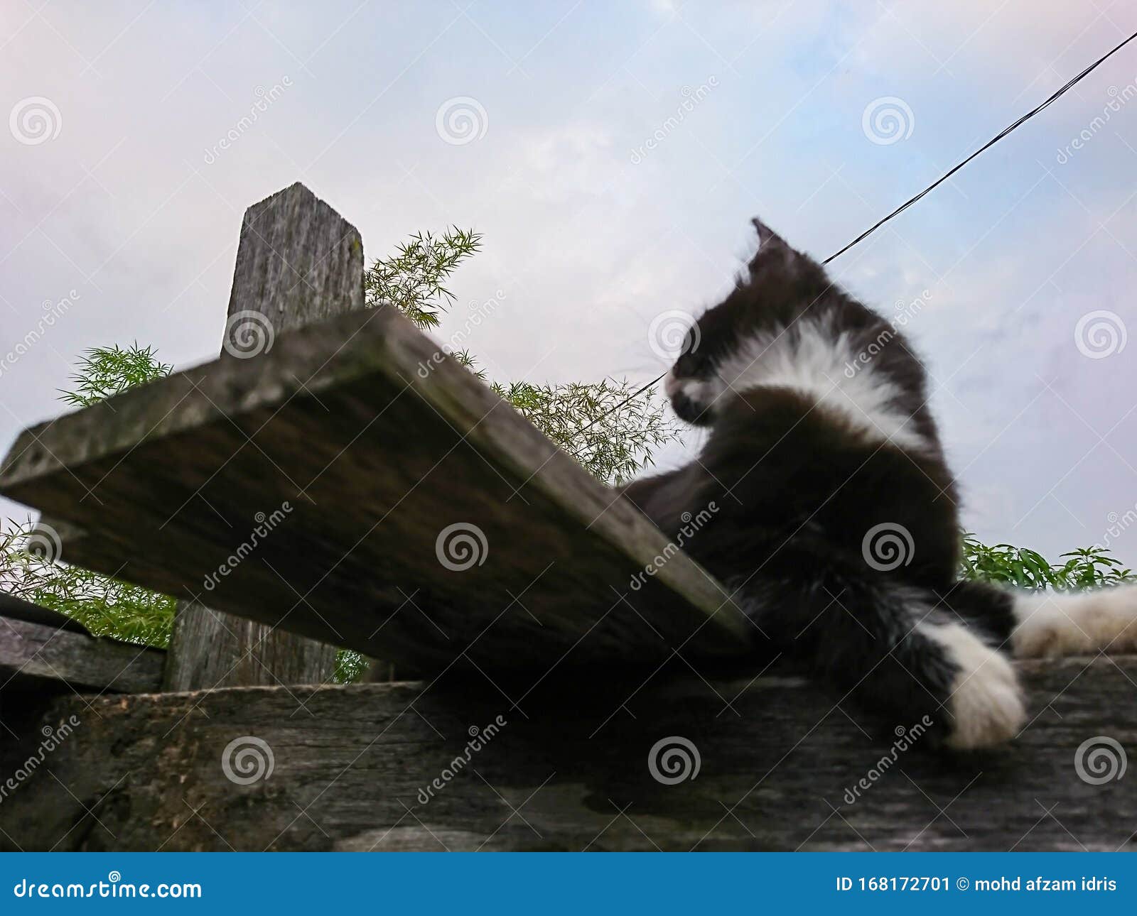 Cats on roof stock image. Image of cats, roof, kitten 168172701