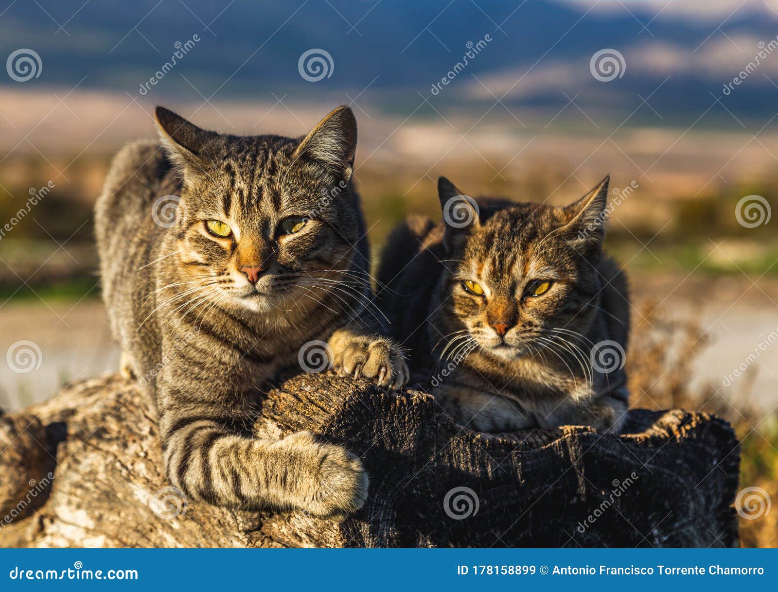 Cats are seeing something stock image. Image of small 178158899