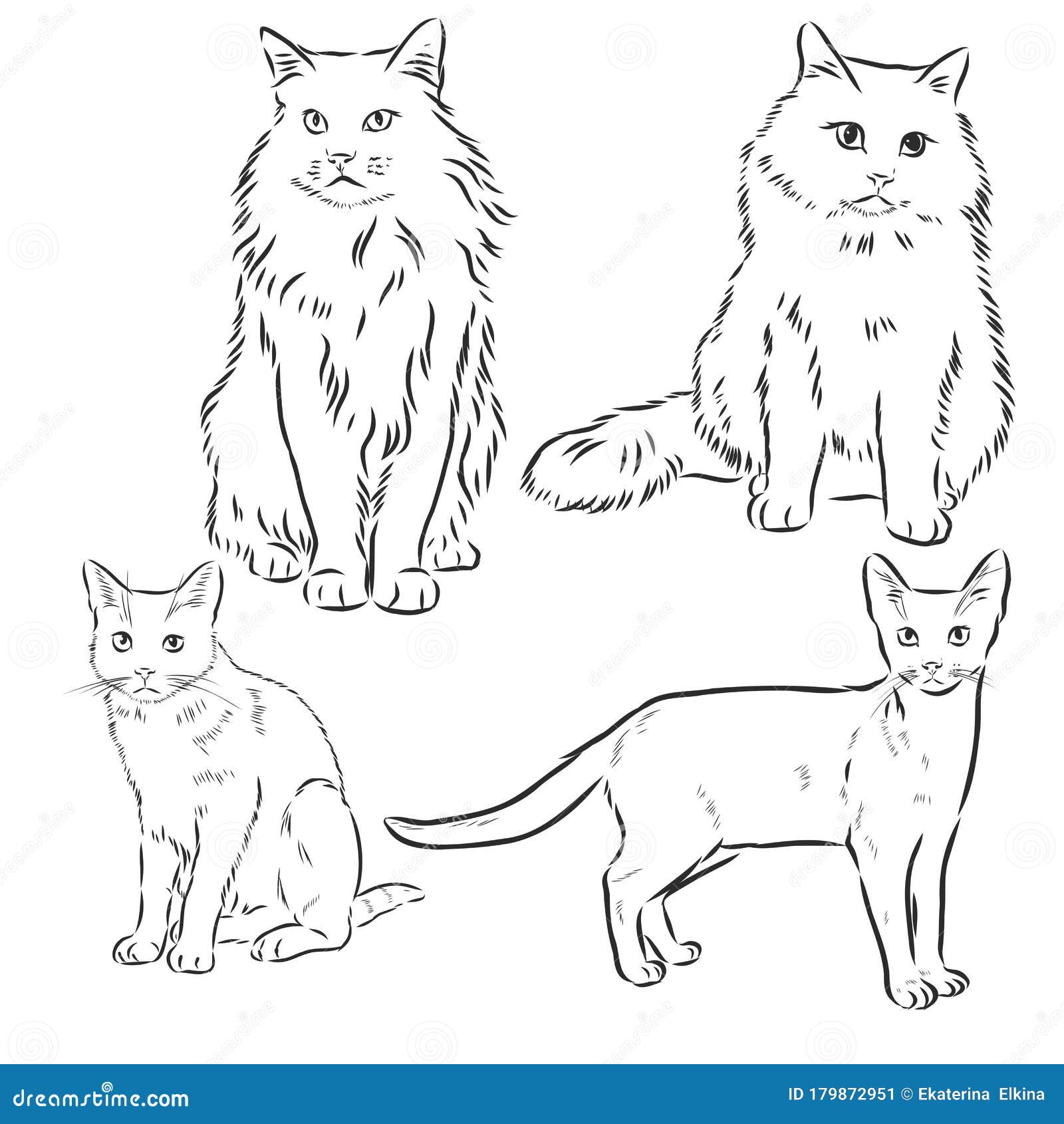 722 Fluffy  Cat drawing Cats illustration Cat illustration