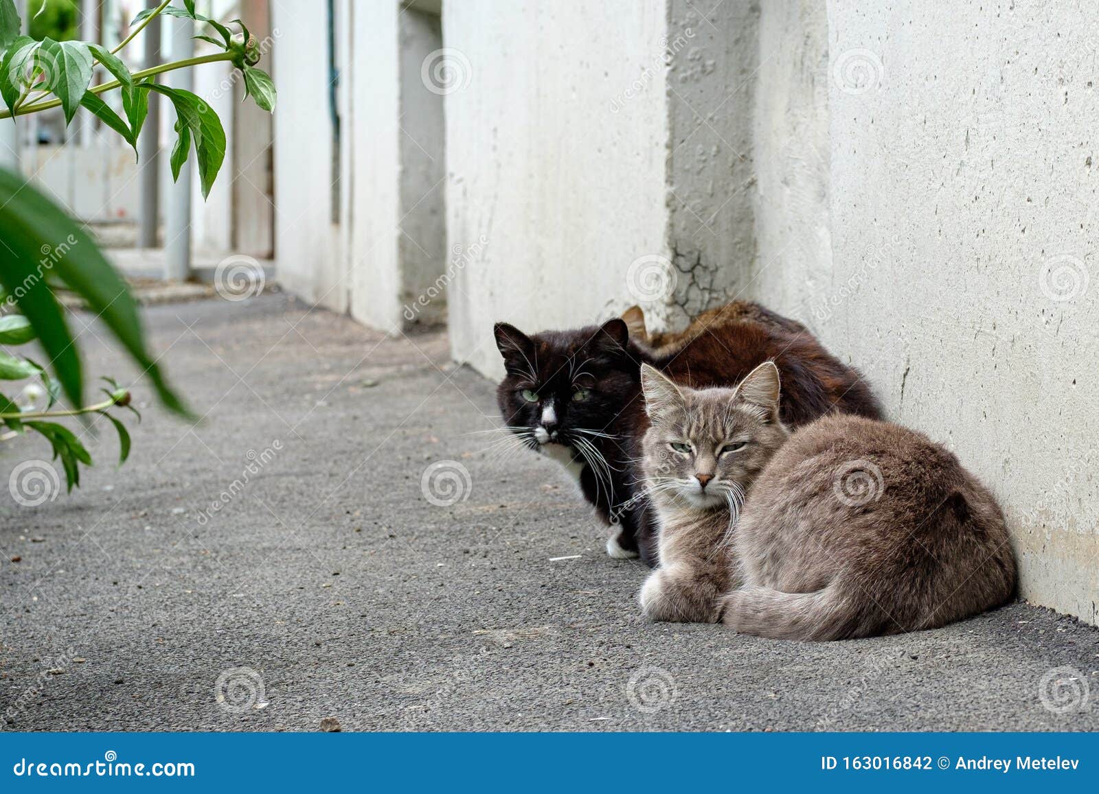 Cats Sit Near Wall Buildings No One Not The Right Abandoned Animals Stock Photo Image Of Group Dispute Cats Sit Near Wall Buildings No One Not The Right Abandoned Animals Stock Photo Image Of Group Dispute