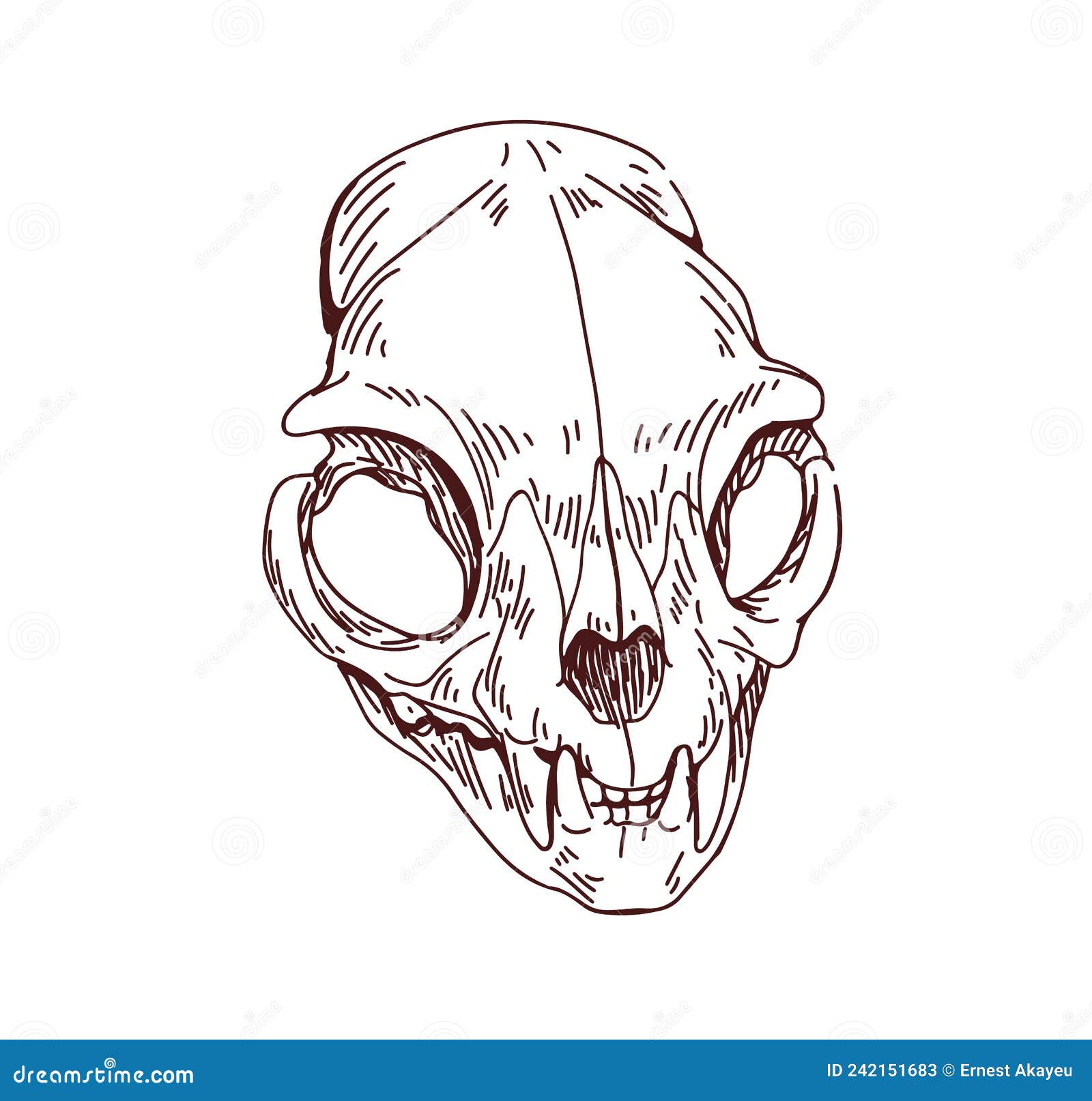 Cat Skull Pencil Drawing by akafangirl on DeviantArt