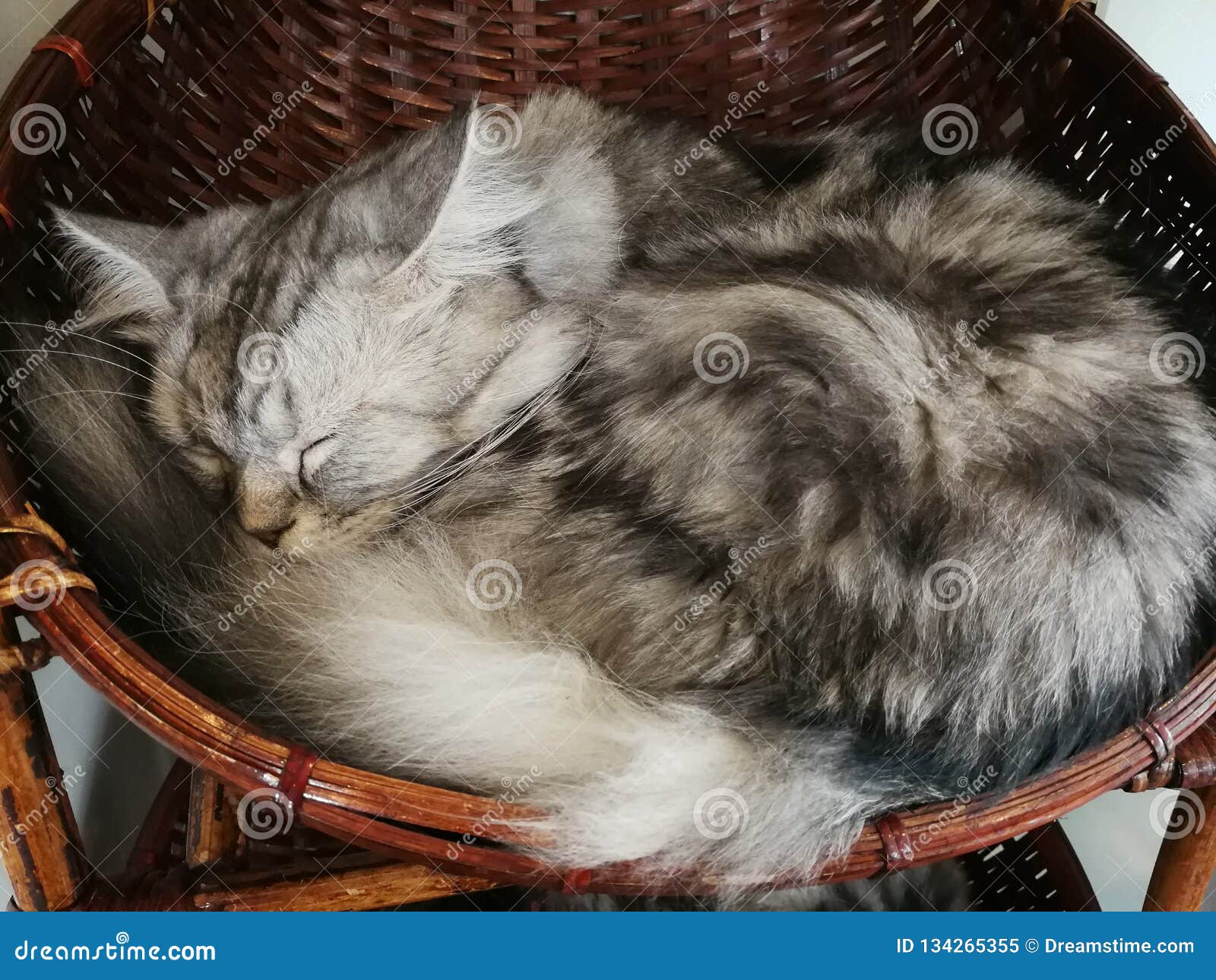 Cats are Sleeping in a Basket Happily Stock Image Image of domestic