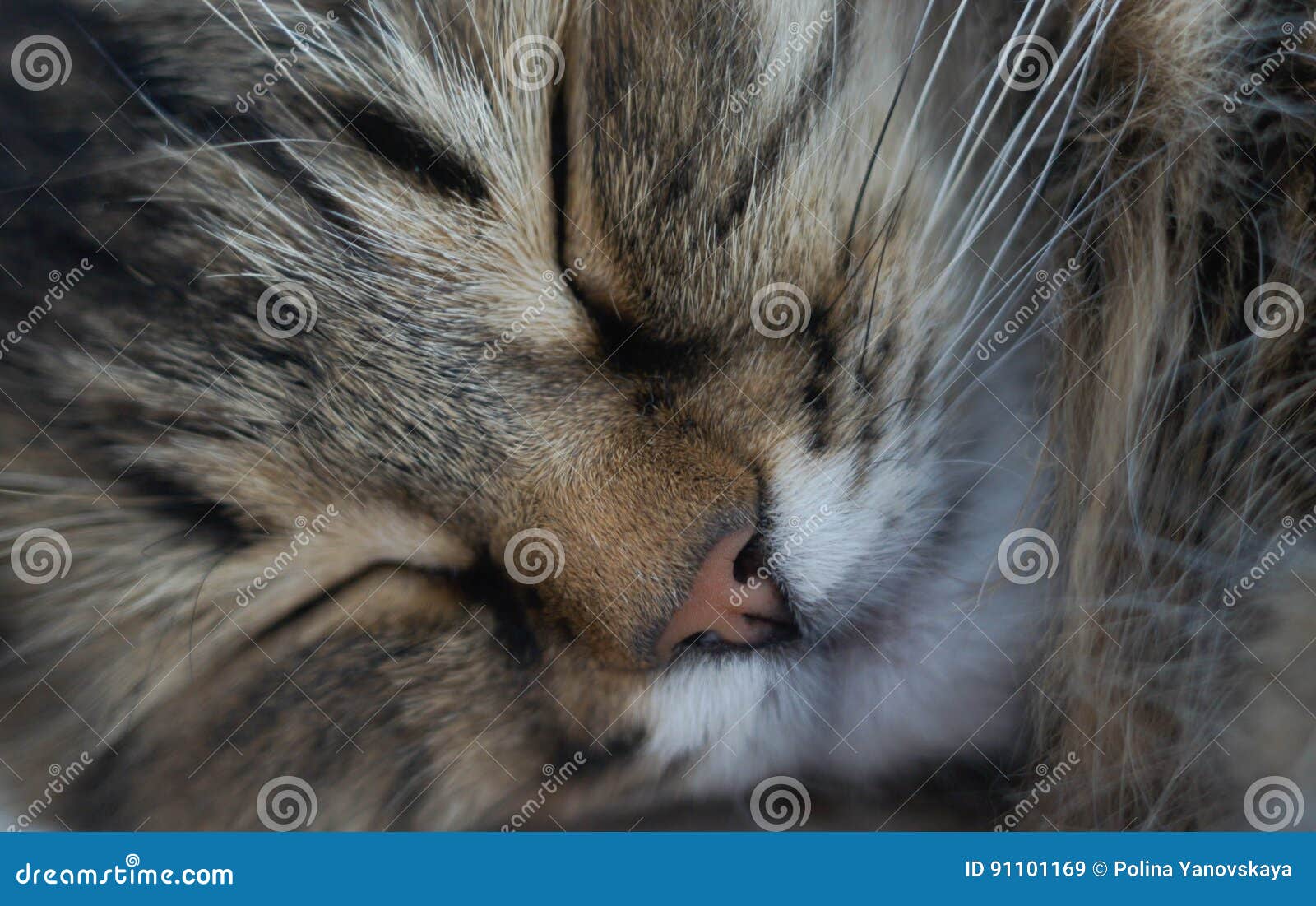 Cats sleeping on bed stock image. Image of stretching 91101169